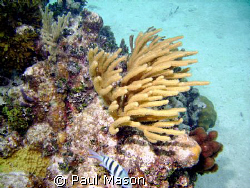 CORAL by Paul Mason 